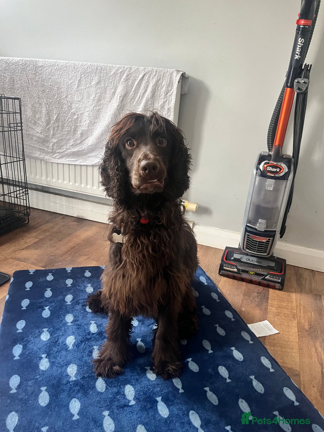 Cockapoo dogs for sale: Cockerspaniel - Advert 3