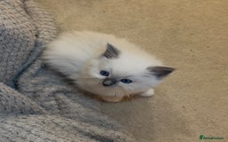Ragdoll cats for sale: READY SOON!! PUREBRED RAGDOLL KITTENS - Image 21