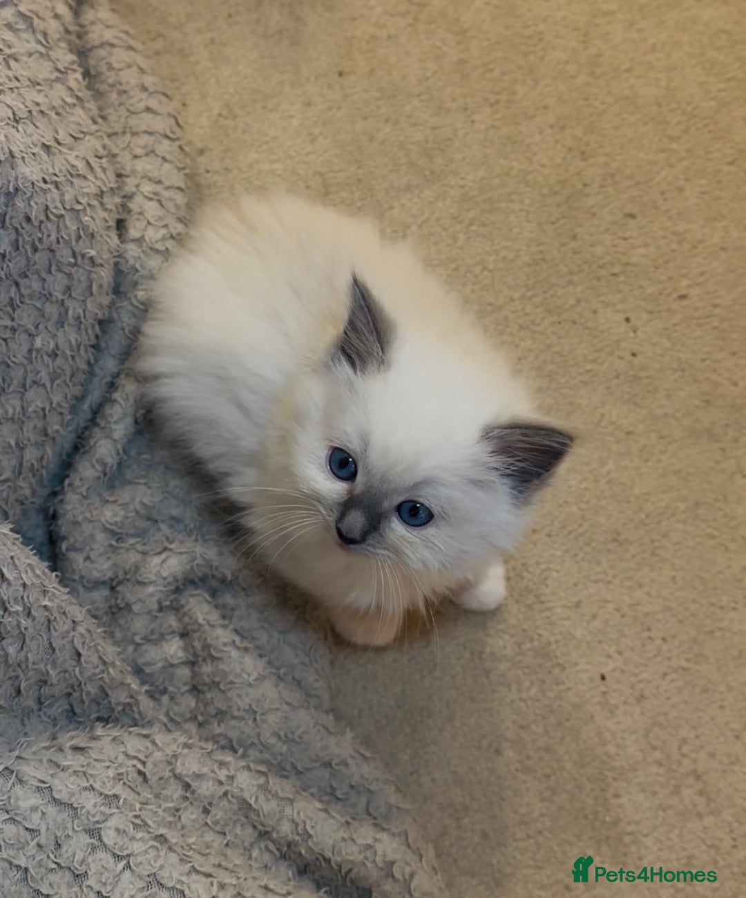Ragdoll cats for sale: READY SOON!! PUREBRED RAGDOLL KITTENS - Image 21