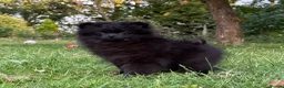 Pomeranian dogs for sale: Beautiful black Pomeranian 6 months old female - Advert 10
