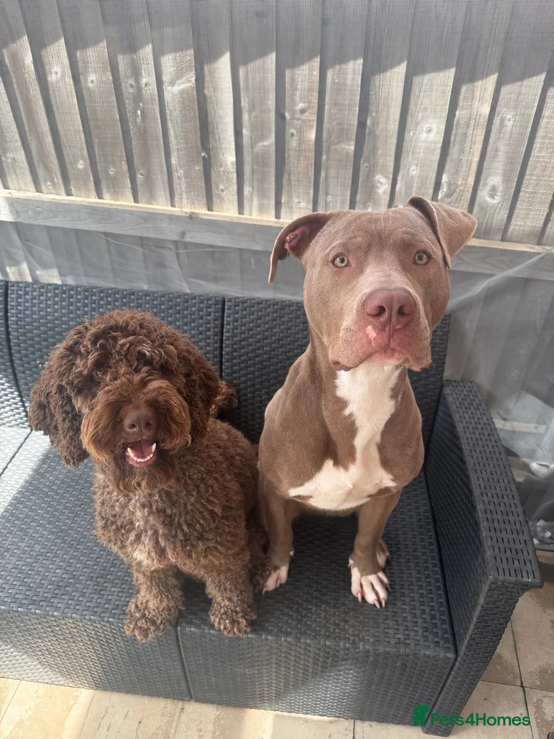American Bully dogs for sale: Rocky American Bully 11 months old  - Advert 6