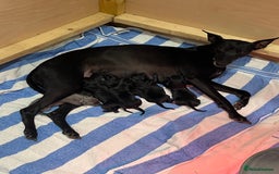 Whippet dogs for sale: 🐾 KC Registered Black Whippet Puppies 🐾 - Image 29
