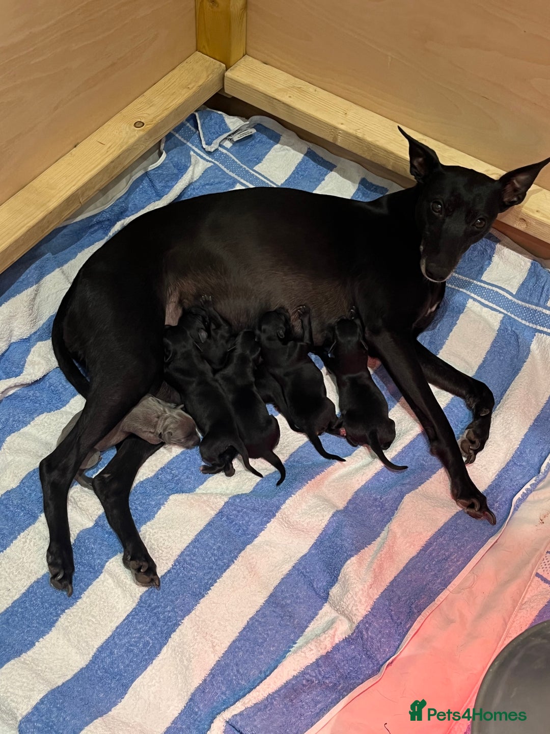 Whippet dogs for sale: 🐾 KC Registered Black Whippet Puppies 🐾 - Image 29