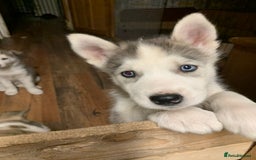 Utonagan dogs for sale: Husky x malamute  - Image 7