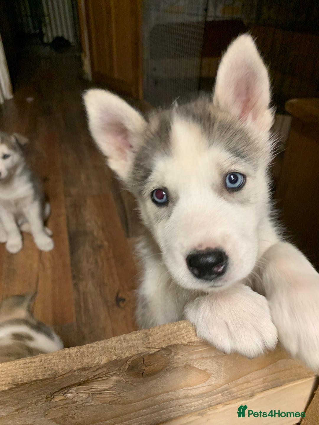 Utonagan dogs for sale: Husky x malamute  - Image 7