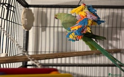 Ringnecks birds for sale: GREEN RINGNECKS PAIRS - Image 5
