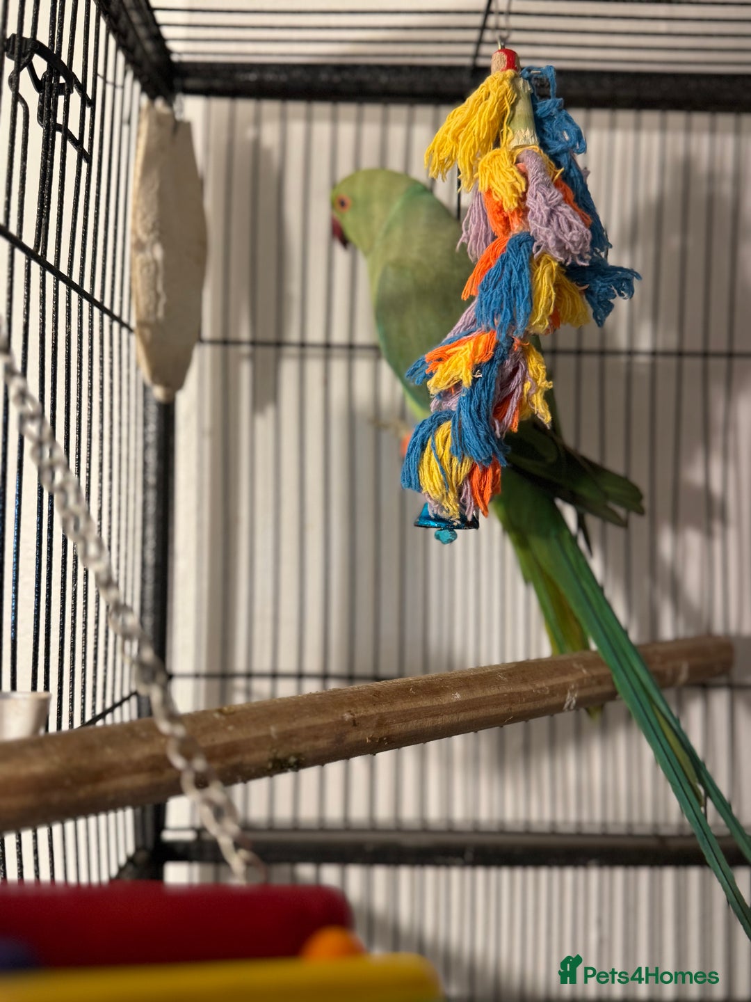 Ringnecks birds for sale: GREEN RINGNECKS PAIRS - Image 5