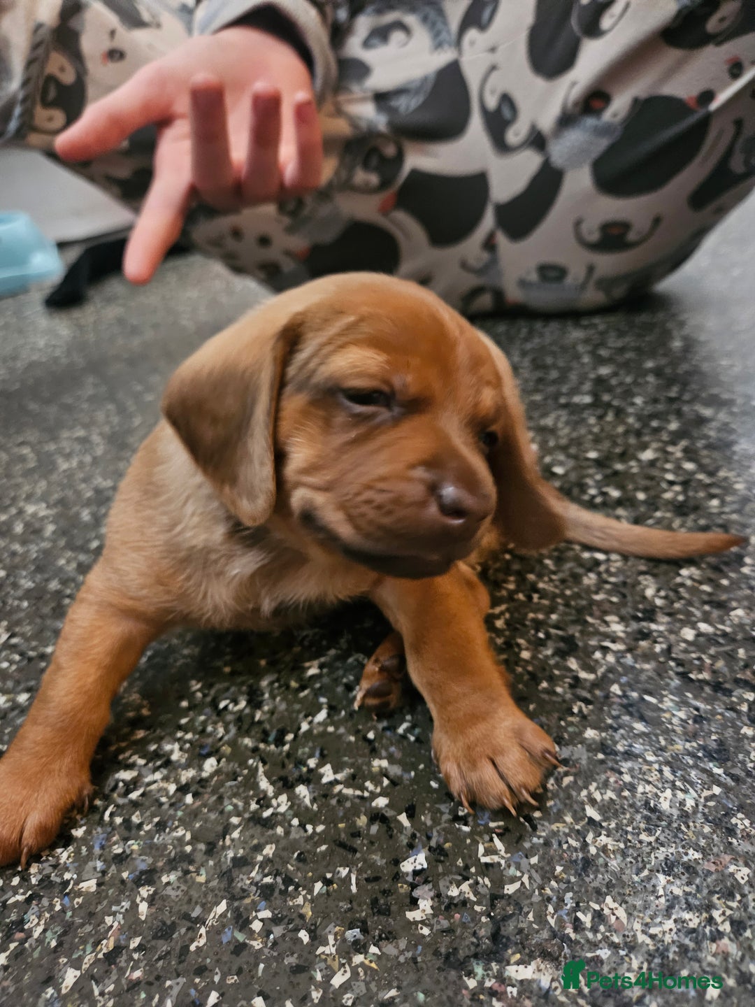 Mixed Breed dogs for sale: Pug x miniature dachshund *Only one left* - Image 17