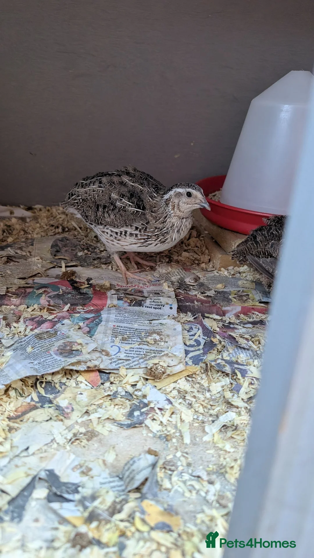 Quail poultry for sale: 4 male quails in Chelmsford - Advert 2