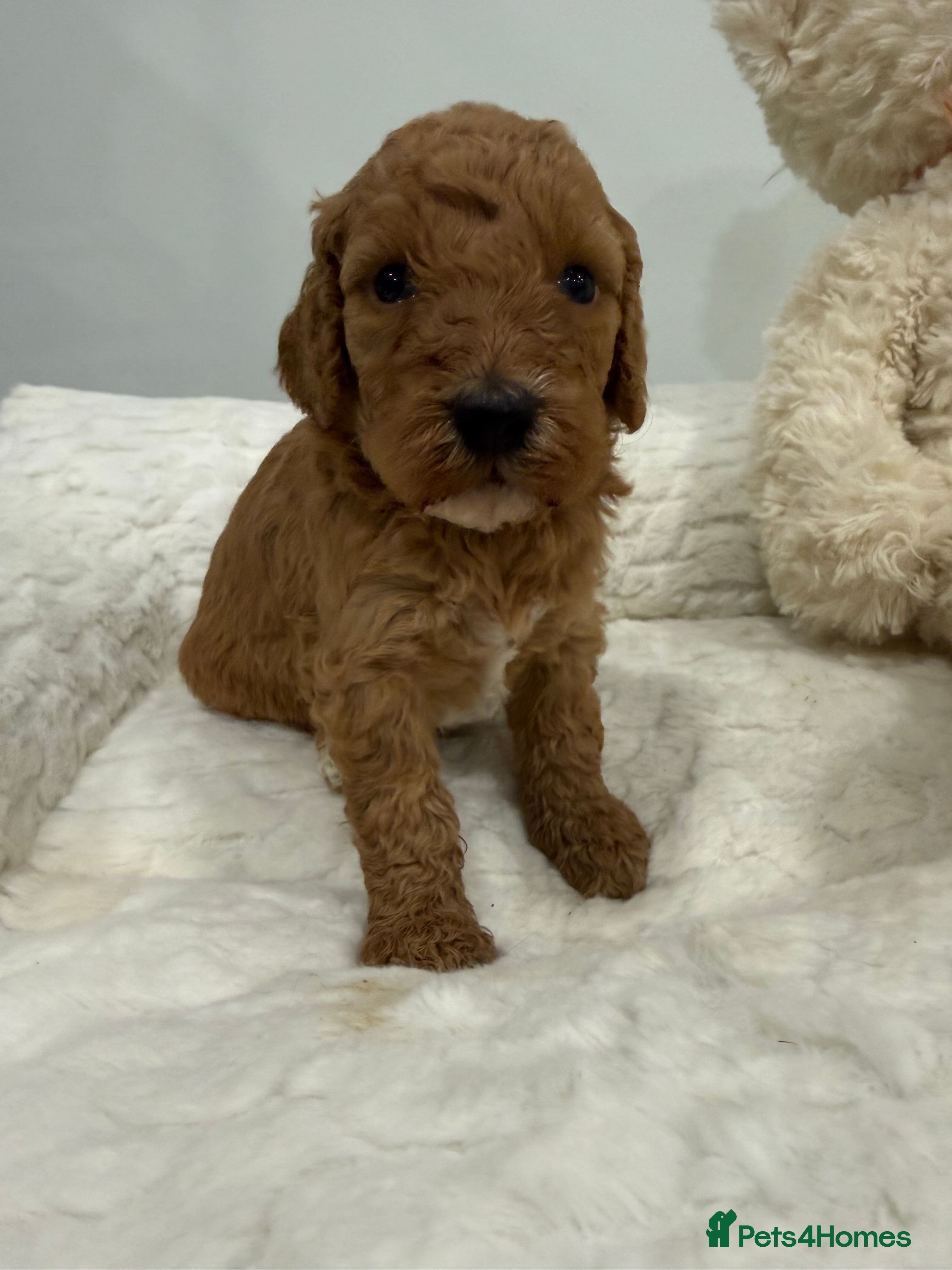 Miniature Poodle dogs Abstract Parti boys available. Kc & DNA clear. - Advert 11