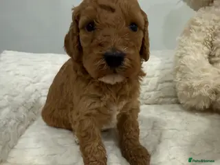 Miniature Poodle dogs Abstract Parti boys available. Kc & DNA clear. - Advert 11