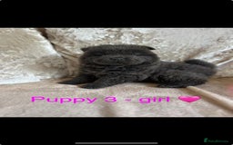 Chow Chow dogs for sale: REDUCED £750 stunning chow chow puppies - Image 2