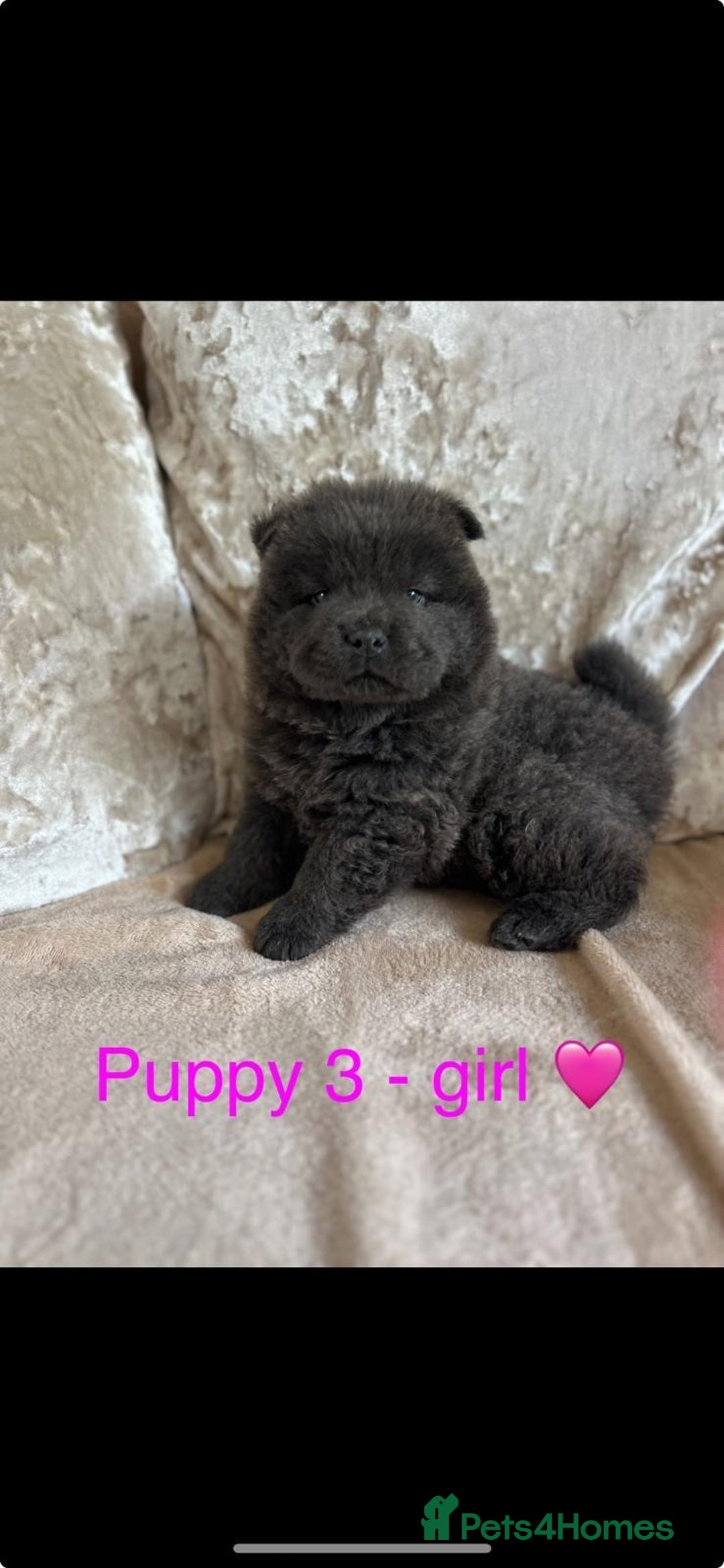 Chow Chow dogs for sale: REDUCED £750 stunning chow chow puppies - Image 2