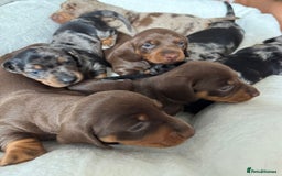 Miniature Dachshund dogs for sale: Miniature Dachshund puppies. Readying Soon! - Image 15