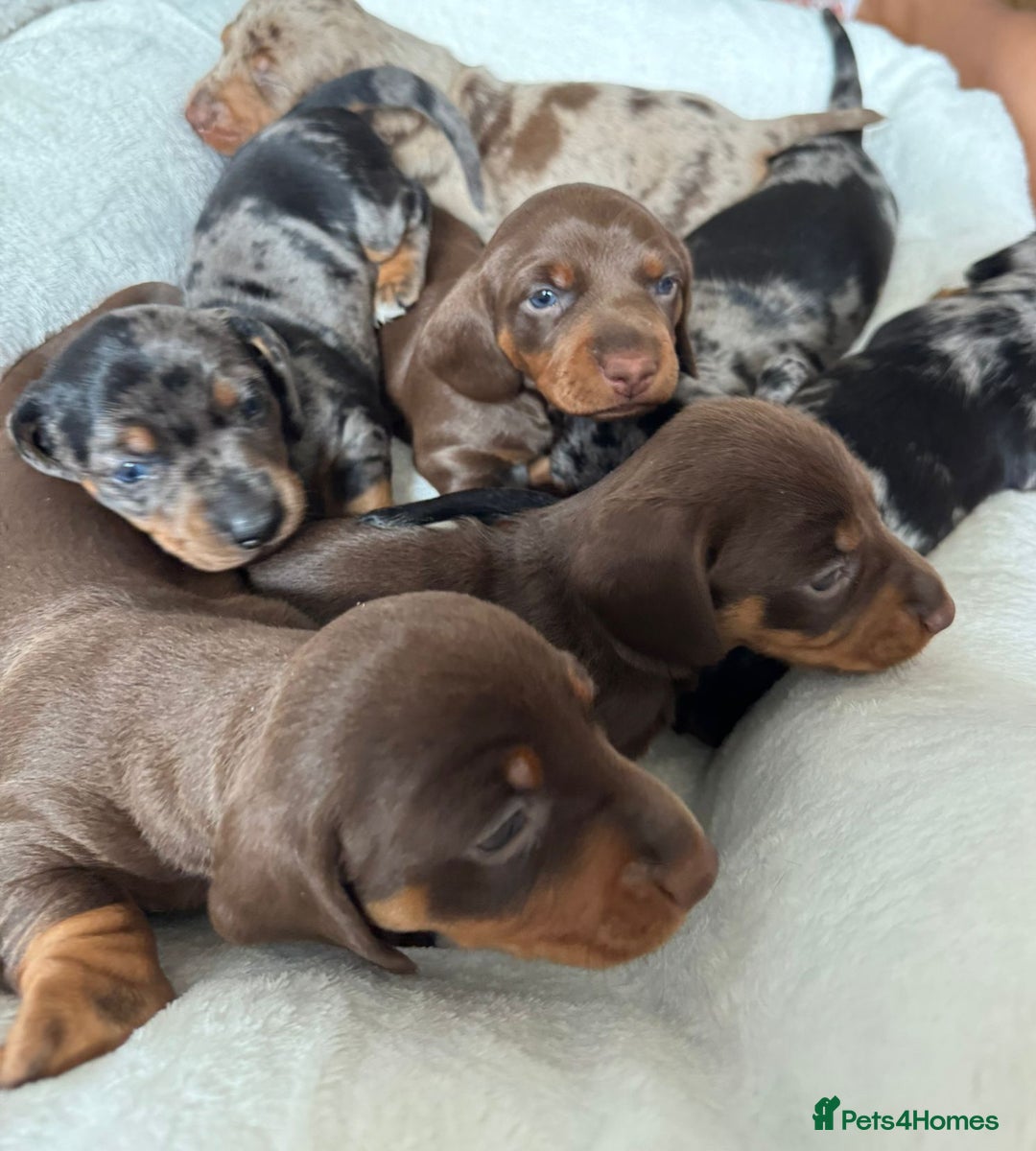 Miniature Dachshund dogs for sale: Miniature Dachshund puppies. Readying Soon! - Image 15