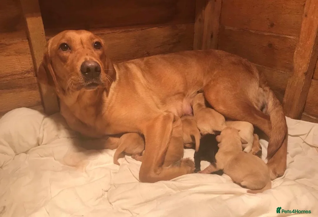 Labrador Retriever dogs for sale: Gorgeous KG registered Labrador  - Advert 5