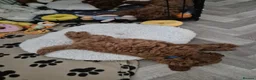 Toy Poodle dogs for sale: Red toy poodle - Advert 14