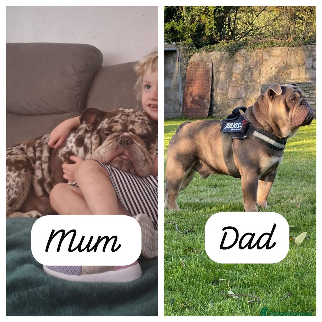 English Bulldog dogs for sale: Beautiful English Bull Dogs KC reg - Image 6