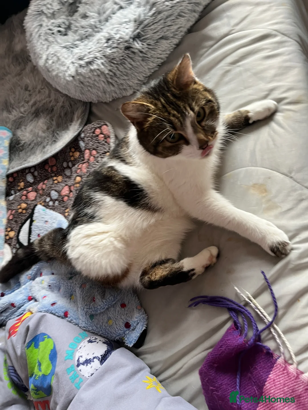 Mixed Breed cats for adoption: 3 legged rescue cat Spot is held back by nothing in Hook - Advert 2