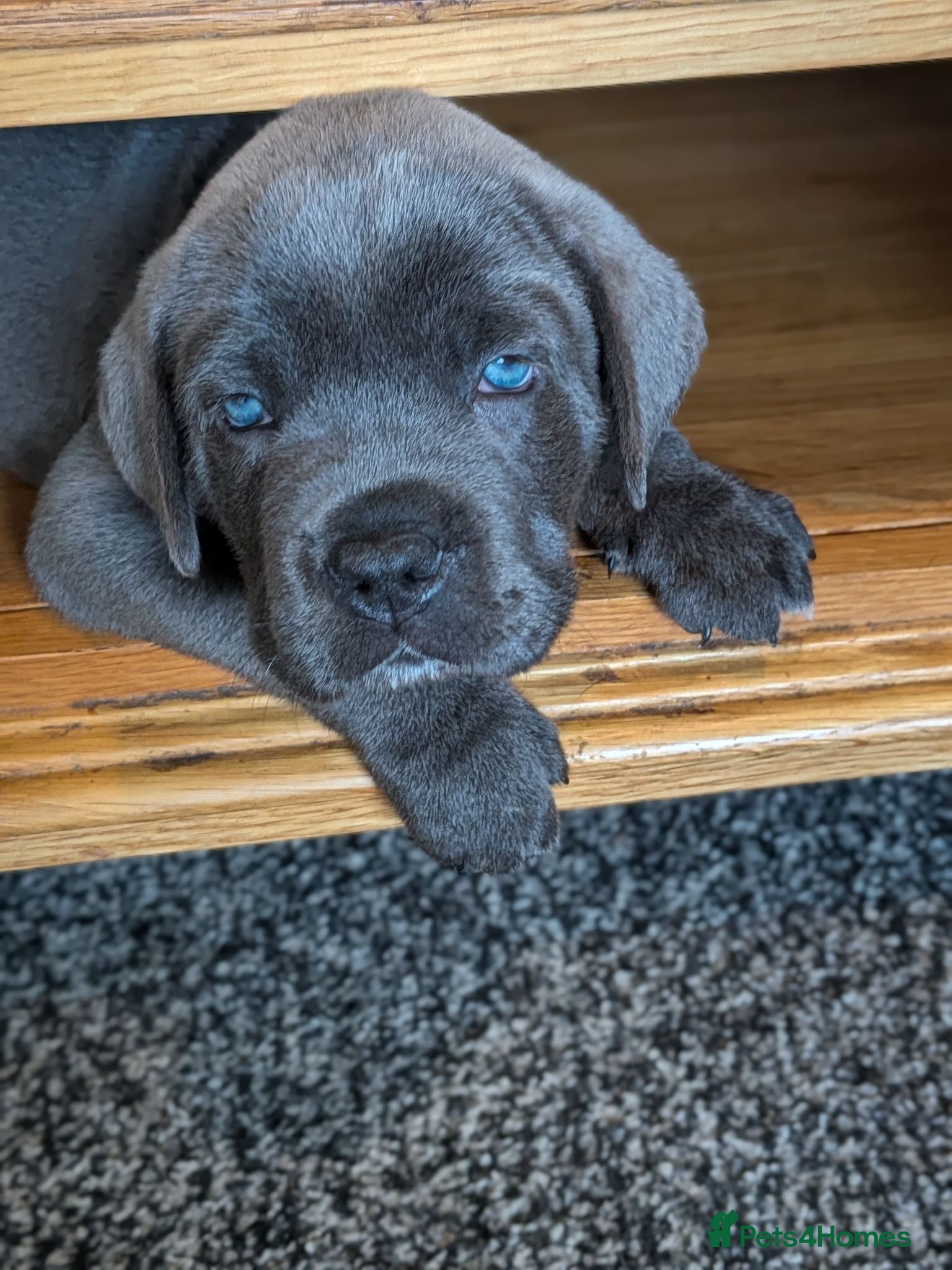 Cane Corso dogs 8 Beautiful Cane Corso Pups  - Advert 15