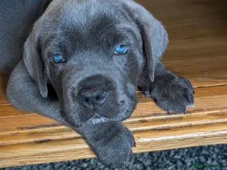 Cane Corso dogs 8 Beautiful Cane Corso Pups - Advert 15