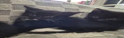 Domestic Shorthair cats for sale: Beautiful black and tabby babies  - Advert 20
