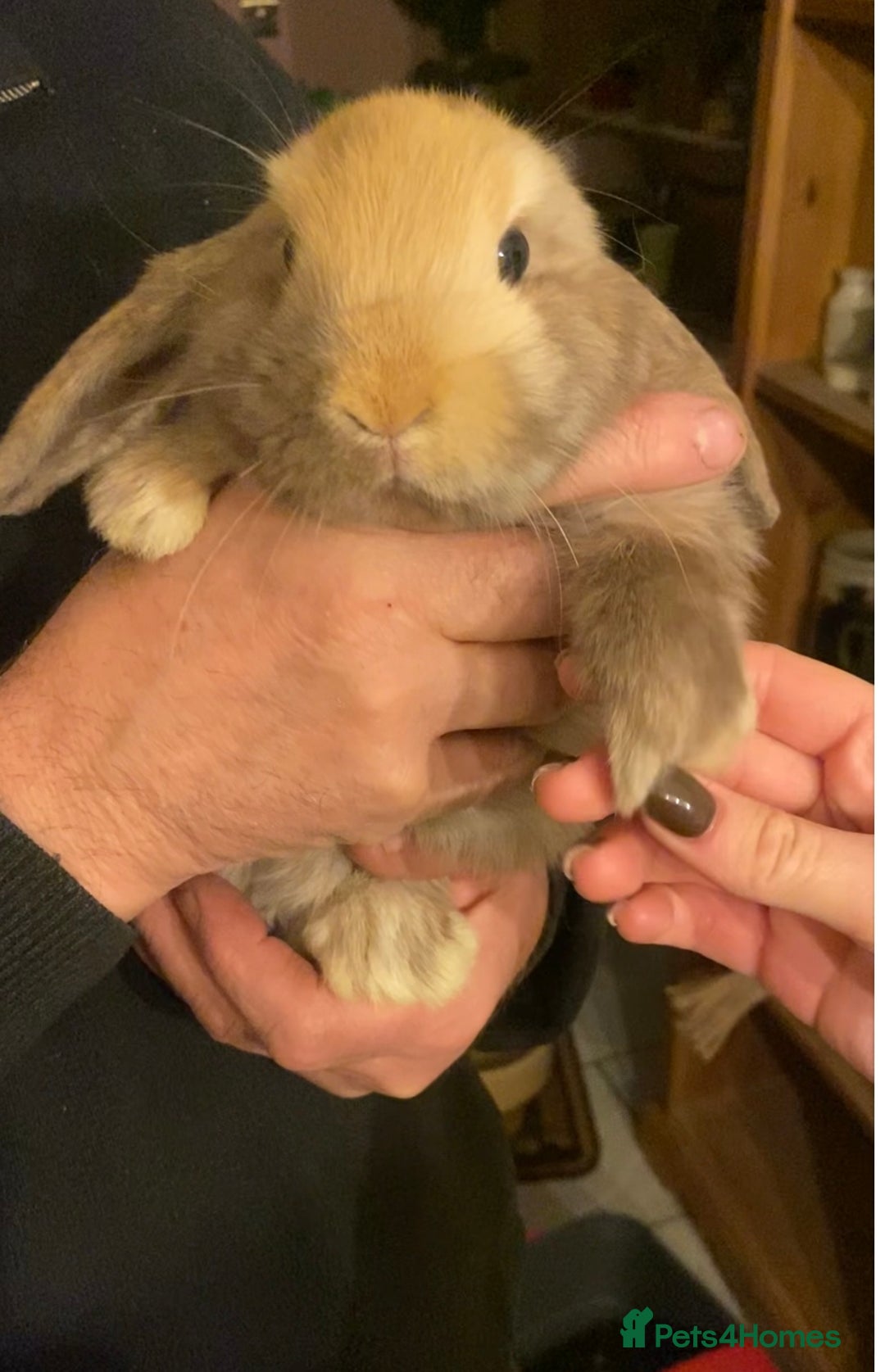Mini Lop rabbits for sale: Both sold- 2 harli mini lops males 10 weeks - Advert 2