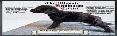 Bedlington Terrier 1