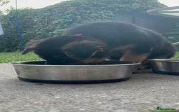 German Shepherd dogs for sale: Iris - Forever Home Needed - Image 3