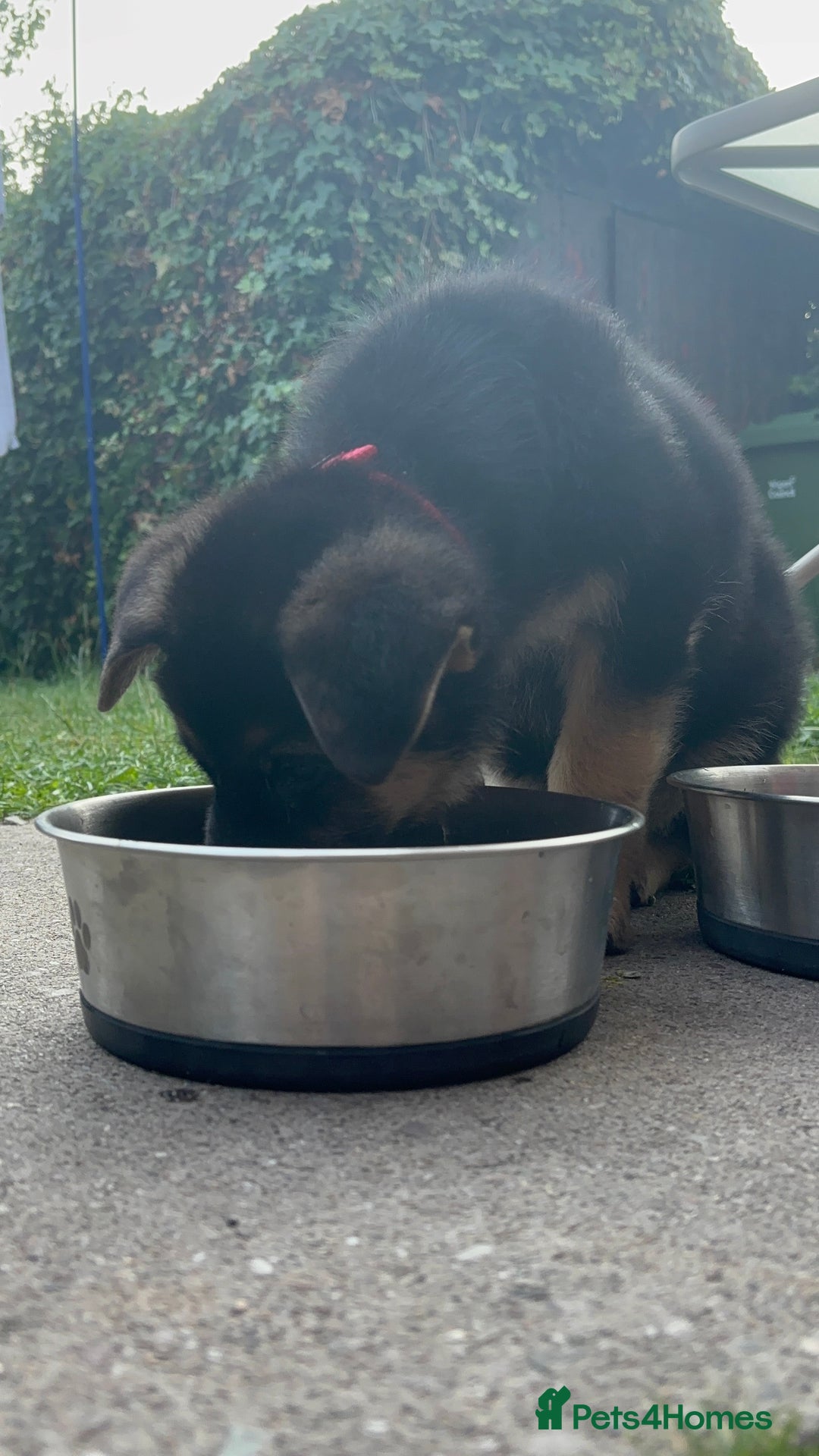 German Shepherd dogs for sale: Iris - Forever Home Needed - Image 3