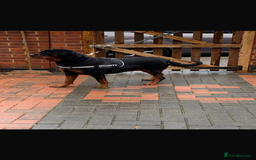Rottweiler dogs for sale: Rottweiler puppies  - Image 4
