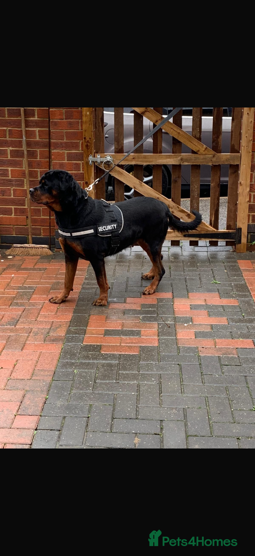 Rottweiler dogs for sale: Rottweiler puppies  - Image 4