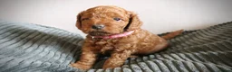 Cockapoo dogs for sale: F1B Cockapoo Puppies - Advert 9