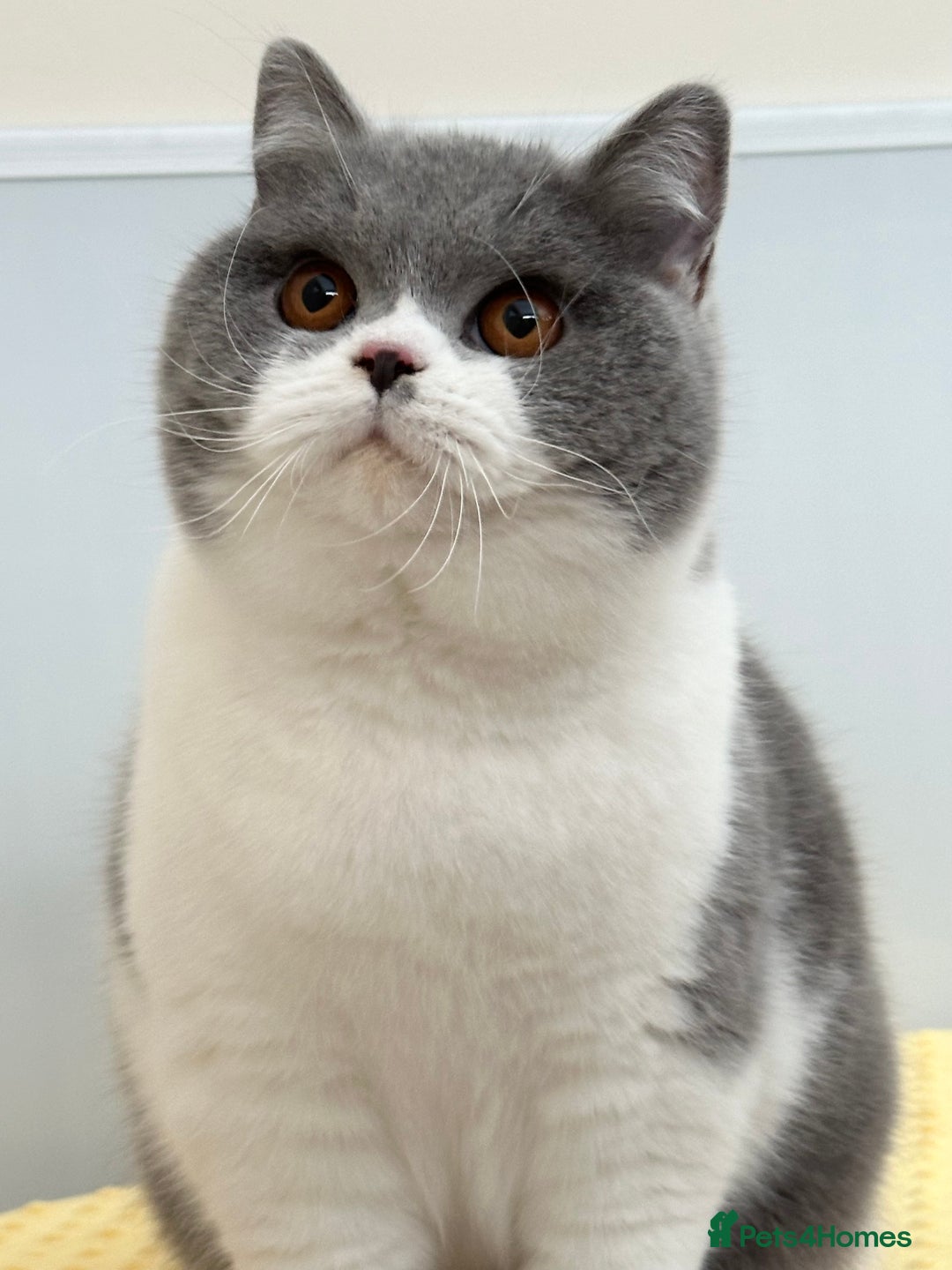 British Shorthair cats for sale: Gorgeous Quality British Kittens - Advert 22