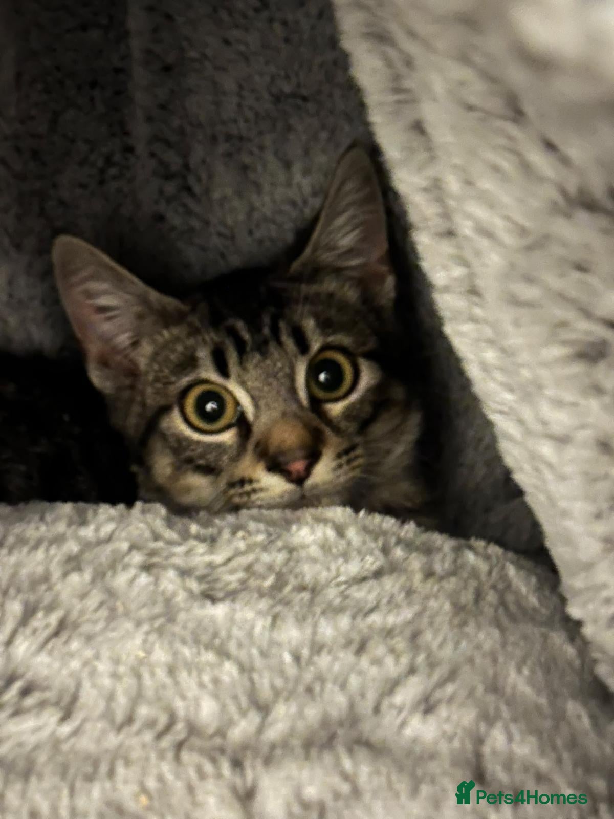 Mixed Breed cats Cute Monty boy is looking for a home - Advert 2