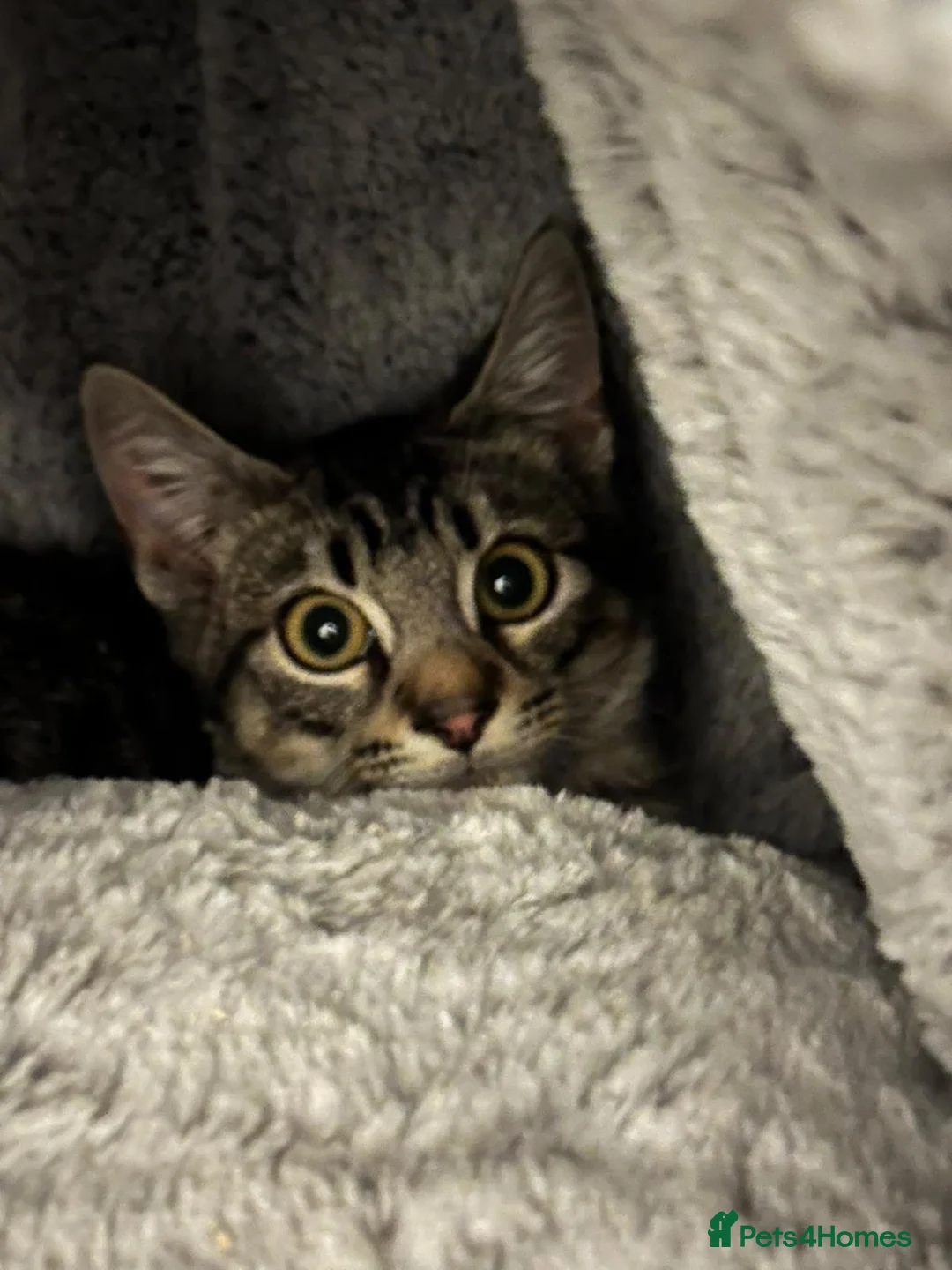 Mixed Breed cats for adoption: Cute Monty boy is looking for a home in Hook - Advert 1