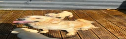 Goldador dogs for sale: GOLDADOR PUPPIES READY FOR NEW HOMES - Advert 6