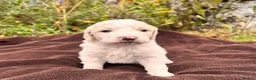 Mini Goldendoodle dogs for sale: F1B Medium Goldendoodles in Bury Saint Edmunds - Advert 12