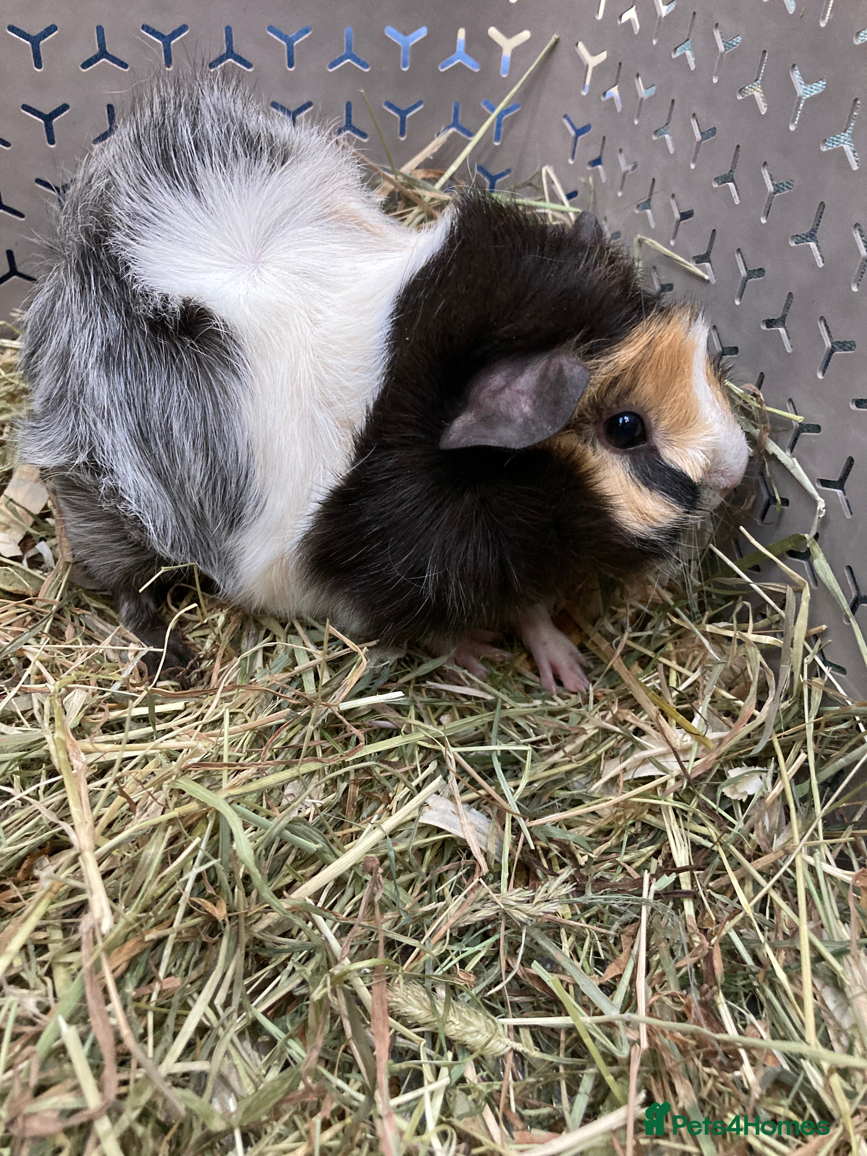 Guinea Pig rodents Pretty roan sow  - Advert 2