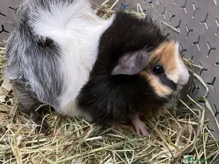Guinea Pig rodents Pretty roan sow - Advert 2
