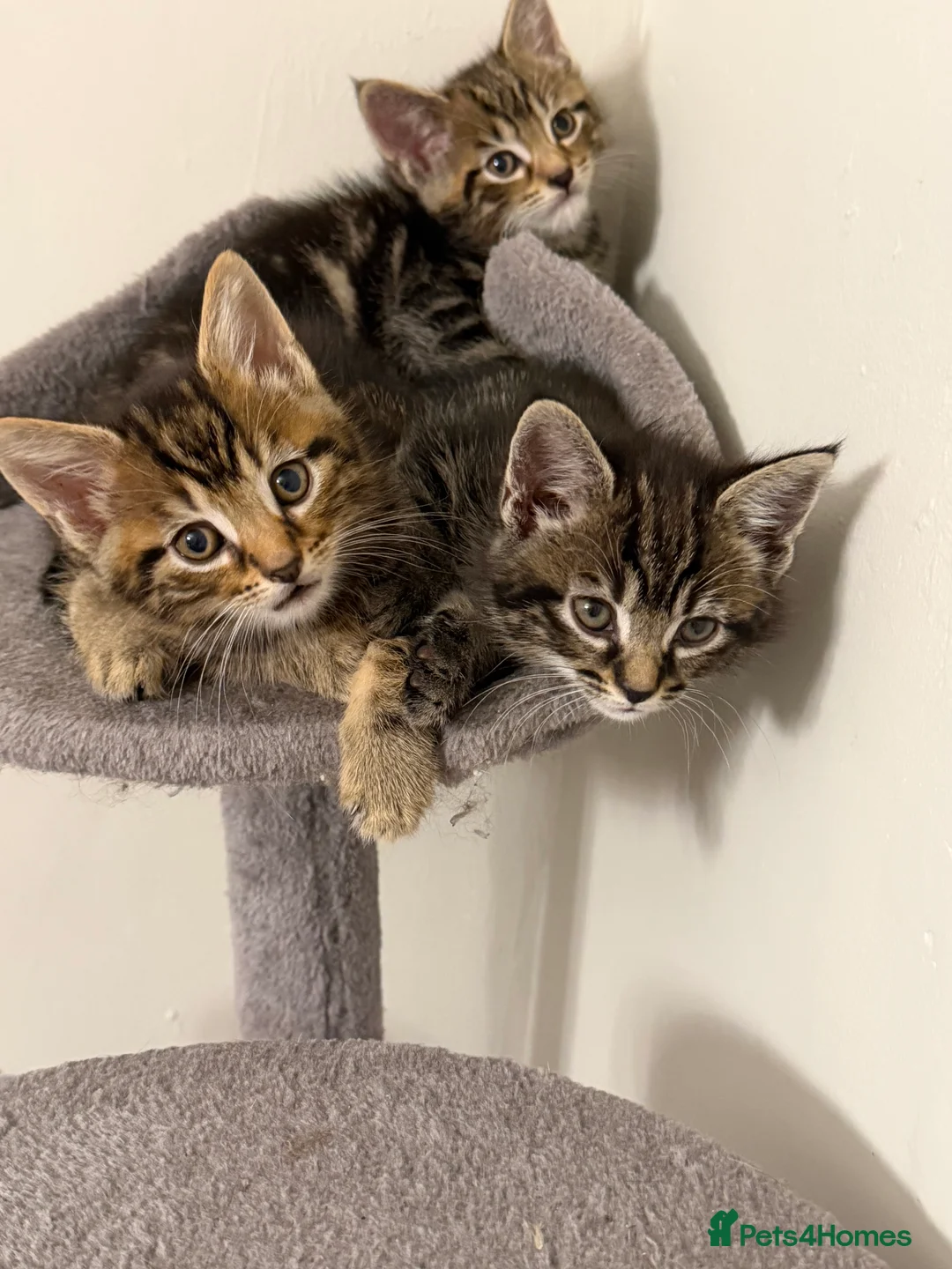 Siberian cats for sale: Siberian x kittens  - Advert 4