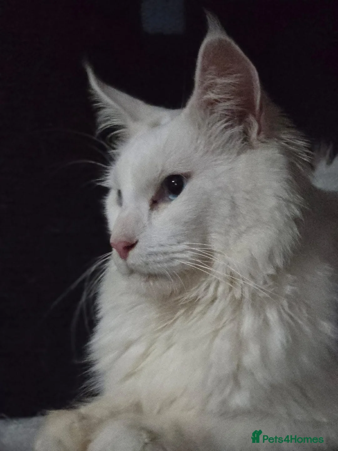 Maine Coon cats for stud: Pure white mainecoon stud with ice blue eyes in Chepstow - Advert 11