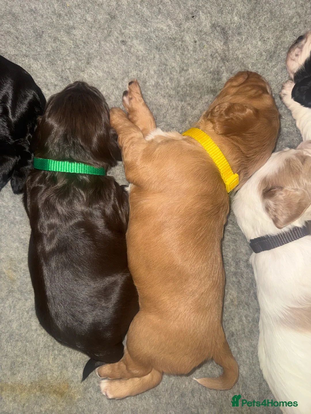 Cocker Spaniel dogs for sale: 🐶🐾 Exceptional Working Cocker Spaniel Puppies 🐾 - Advert 14