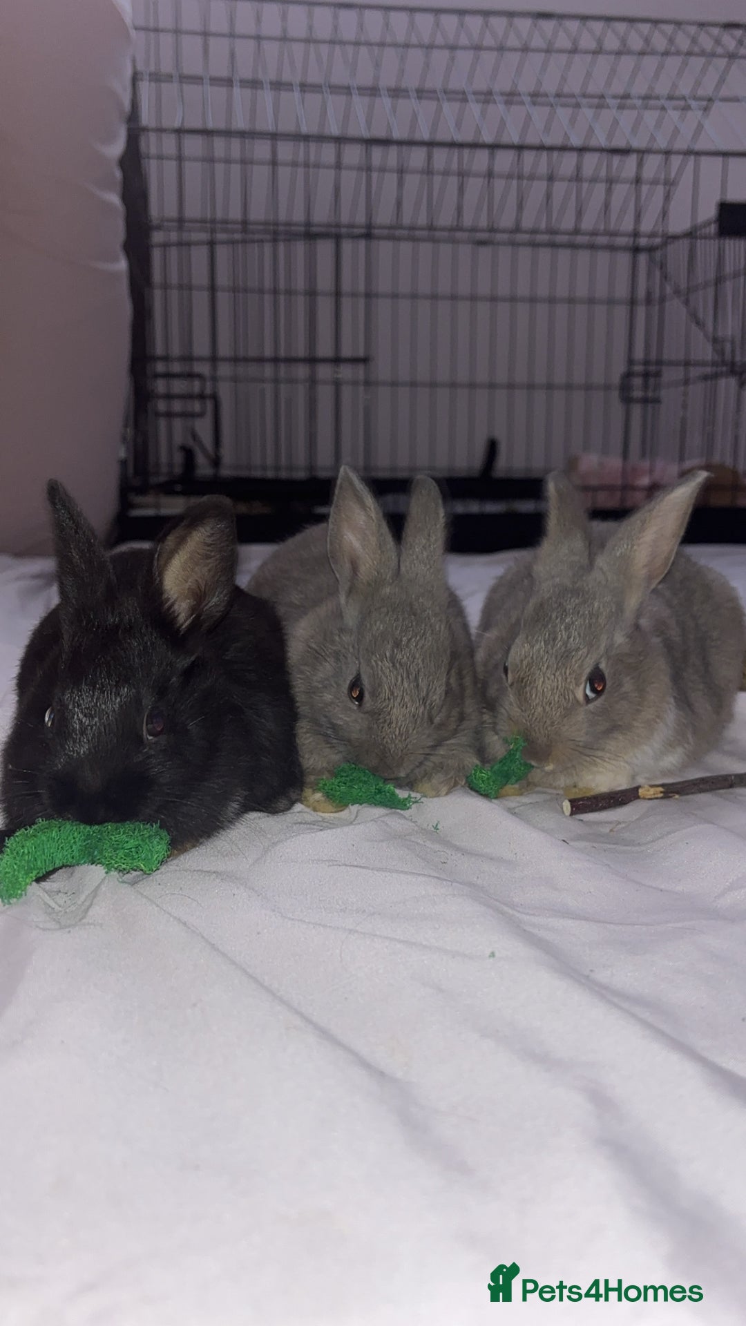 Mixed Breed rabbits for sale: Two beautiful bunnies for sale  - Advert 1