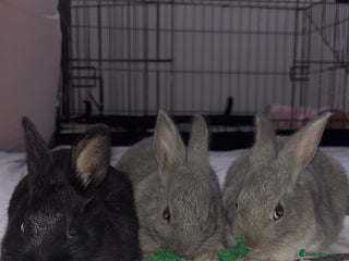 Mixed Breed rabbits Two beautiful bunnies for sale - Advert 2