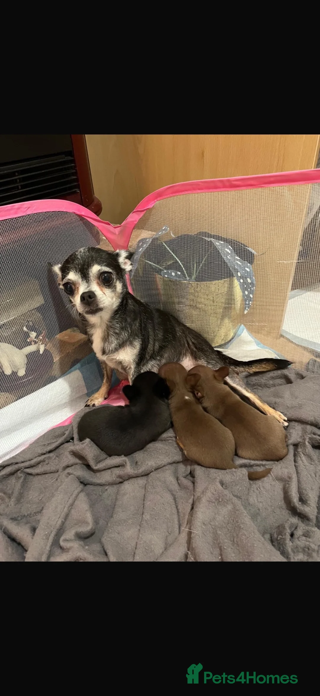 Chihuahua dogs for sale: Tiny chihuahua puppy’s  - Advert 5