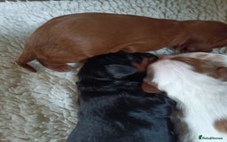 Cavalier King Charles Spaniel dogs for sale: Cavalier king Charles Fully health checked KC Reg  - Image 3