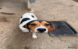 Beagle dogs for adoption: Cooper is in Hampshire & waiting for his family  - Advert 2