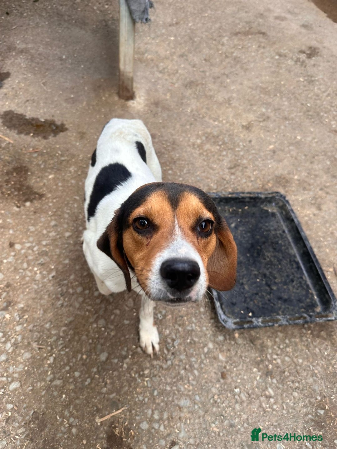 Beagle dogs for adoption: Cooper is in Hampshire & waiting for his family  - Advert 2
