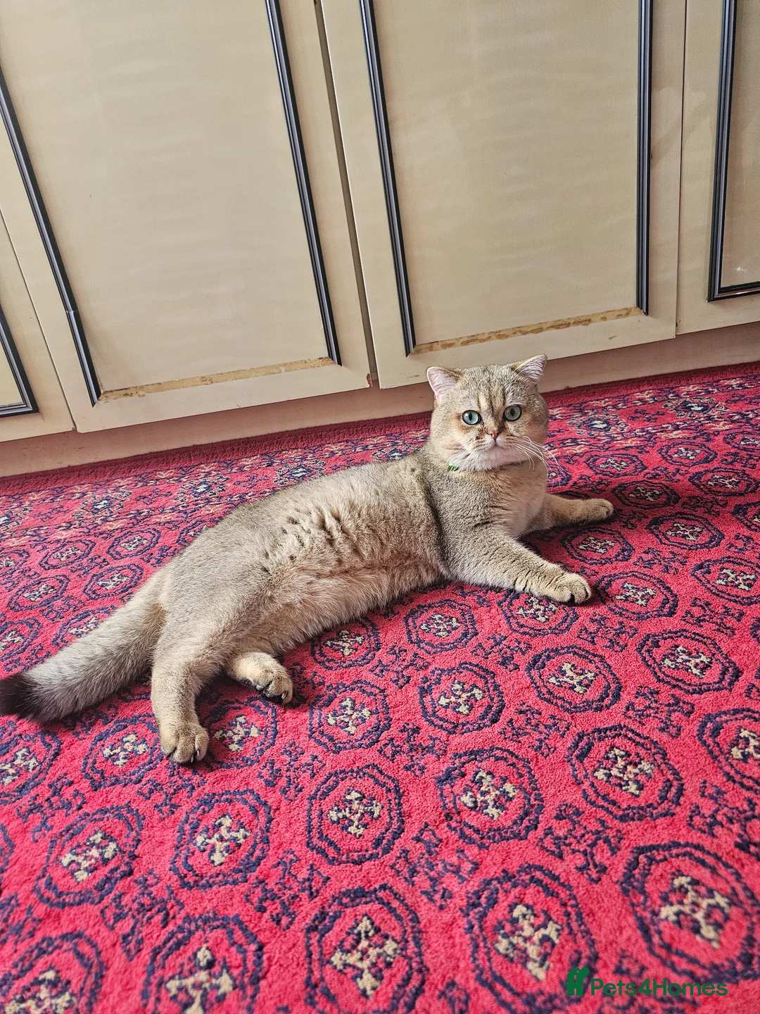 British Shorthair cats for sale: Feline - Advert 2